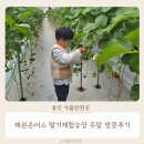 고안사슴농장 | 용인 딸기체험농장 헤븐온어스 입장료 시설 놀거리 주말 방문 후기
