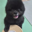 루멘 | 강아지 눈 영양제 기호성 좋은 루멘프로 츄 솔직 후기