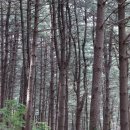 용인아이숲유아숲체험원 이미지