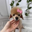 애견천국 이미지