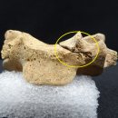 (가톨릭인터브로) 한국 최초의 순교자 복자 윤지충 바오로와 권상연 야고보, 신유박해 순교자 복자 윤지헌 프란치스코 유해 및 유물 발견 이미지