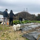 보나마나 이쁘개 이미지