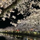 대구교동초등학교 | 🌸2026 김천 연화지 벚꽃 실시간 개화 상황 및 주차장 주소 (CCTV SNS 확인법 &amp; 명당 동선)