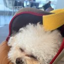 아르멍 | 🐶[갈매동 애견미용] 꼼꼼하고 다정한 '아르멍'에서 보풀이 클리핑 6mm 귀툭컷 성공! (내돈내산)