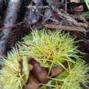 등골농장 이미지