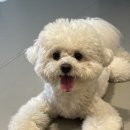 놀러오개 애견유치원 애견호텔 동대문점 이미지