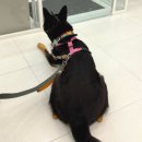 24시 마이동물의료센터 이미지