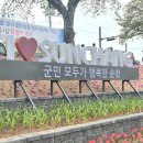 양지천 | 순창 참두릅축제 (양지천 꽃잔디, 수선화, 튤립) 다녀온 후기 04.18