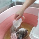 펫 가디언 이미지