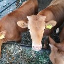 누렁이농장 이미지