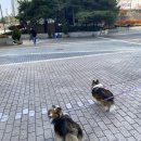 웰니스동물병원(롯데월드점) 이미지