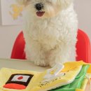 좋은강아지 이미지