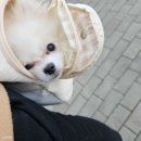 미르 동물병원 | [광주 수완] 미르동물병원_동물병원, 항체검사, 예방접종, 중성화수술
