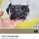 마이티그루밍 이미지