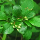 무주화원 이미지