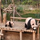 애니멀바이오케어 | 에버랜드 오픈런: 판다월드(루이, 후이바오🐼), 사파리월드, 로스트 밸리, 최소 웨이팅(스마트줄서기...