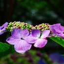 산수국 & Silence Speaks (침묵이 말한다) / Secret Garden & photo by 모모수계 이미지