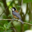 미사리의 곤줄박이(Varied Tit) 이미지