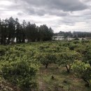 서호동-51 이미지