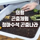 청아수석곤충나라
