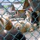 명품켄넬 이미지