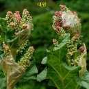산약초 이미지