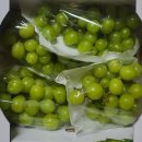 육일농원 이미지