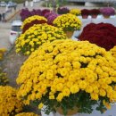 장전천1 이미지