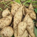 종자용 토종 물고구마 이미지