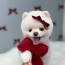 뽀삐애견샵 이미지