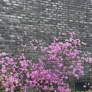 [20250412] 경기 부천시 춘의동 진달래 동산