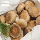 송향 | 국내산 산지직송 송향버섯 송향가 버섯요리 들기름 버섯구이