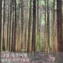 남조로 사려니숲길입구 | [제주] 남조로 사려니숲길 :: 산책하기 좋은 제주 숲길 추천 🌲