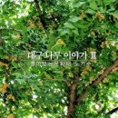 매양서원 | 03. 대구 노거수, 그 세번째 이야기
