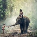 코끼리밥상 이미지