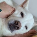 쥴리앙가구 | 중간보고(스플3 젤다페스, 봄맞이 식쇼, 사계절꽃)