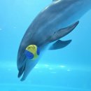 장생포로 | 울산 돌고래체험 장생포고래생태체험관 돌고래쇼 꿀팁 직관 후기