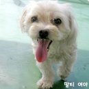 흰둥이 이미지