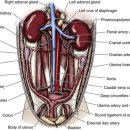 24시알파동물메디컬센터 이미지