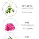 바이독한 이미지