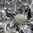 오늘, 제주 이미지