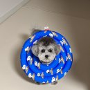 덕산동물의료센터 이미지