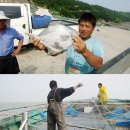 남도새우젓 이미지
