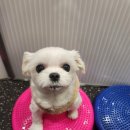 돈워리독 이미지