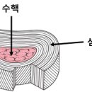 디스크의 해부학적 구조의 이해와 발병 이미지