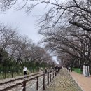 2024 진해 군항제 경화역 실시간후기(3/24 기준) 주차 푸드트럭 개화상황