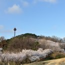 아산시-2020-003 | 아산 배방 벚꽃명소 지산공원 실시간 개화상황