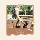 다물농장 | 제주 점보빌리지 입장료 코끼리 공연시간 먹이주기 체험 후기