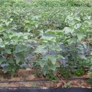 기성농장 이미지