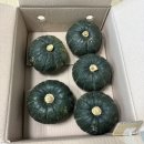 제주태린농장 | 제주 미니단호박 추천! 제주태린농장 고당도 제주미니밤호박 직접 먹어본 후기